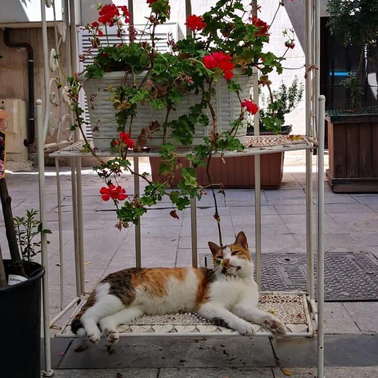 Gafa Garden Hostel & Apartments - Great Location Κωνσταντινούπολη Εξωτερικό φωτογραφία